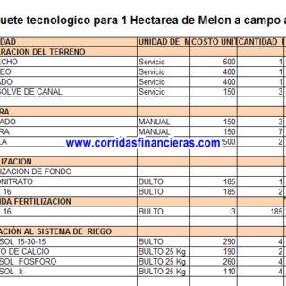 Melon a campo abierto