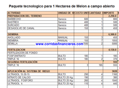Melon a campo abierto