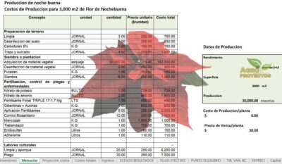Corrida Financiera de Cultivo de Noche buena en Invernadero