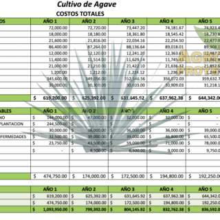 proyecto de agave