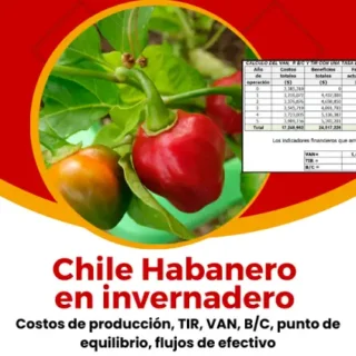 Chile habanero en invernadero